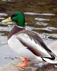 bird lady blog by sherrie steele duck art mallard duck mallard