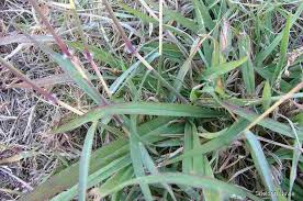 Image result for Dichanthium