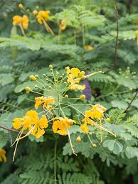 Image result for Caesalpinia rostrata