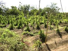 Image result for Dioscorea cayenensis