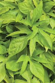 This is the first time that i have grown a sweet potato vine so i appreciate the complete care instruction label. Plant Information Four Star Greenhouse