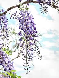 Wisteria Close Up By Elisabeth Lucas Wisteria Close Up Purple Wisteria