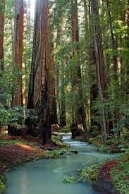 Redwood forest illustrations and clipart (115). Scenic Photography Forest Landscape Photography Forest Landscape Forest Photography Nature Photography