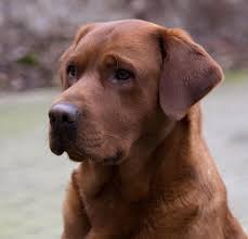 Enter your email address to receive alerts when we have new listings available for chocolate lab puppies for sale. Red Fox Labrador Fox Red Labrador Red Labrador Labrador Retriever