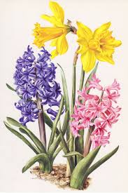 Vintage Print Narcissus And Hyacinths Botanical Prints Botanical Art Flower Wall Art
