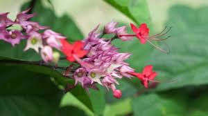 Image result for x Ruttyruspolia 'Phyllis van Heerden'