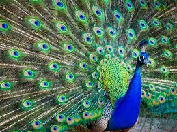 Spurs nation, san antonio, texas. Peacock Spirit Animal Spirit Animal Info
