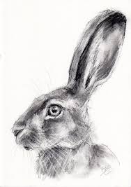 Original A4 Wildlife Charcoal Sketch Of A Hare Animal Drawing By Belinda Ellio View More On The Charcoal Sketch Realistic Animal Drawings Charcoal Drawing