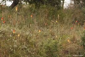 Image result for Grewia praecox