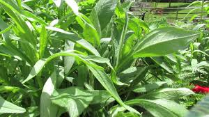 Dip them in the bubble solution and blow gently but firmly. Controlling Soft Bodied Insects Aphids Using Soapy Water Spray Mfg 2014 Youtube