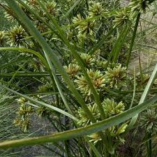 Image result for Cyperus dubius