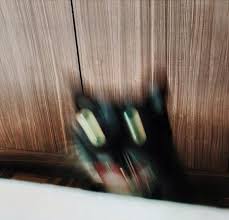 Can T Stop Laughing At This Photo Of A Cat Falling Off A Table Funny Post Funny Pictures Hilarious Amusing