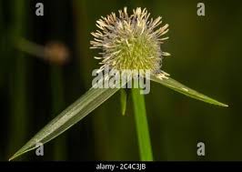 Image result for Kyllinga erecta