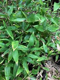 Image result for Shibataea kumasasa