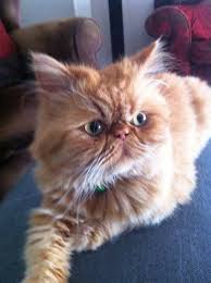 Meltem Savim Icer Adli Kullanicinin Persian Cat Panosundaki Pin
