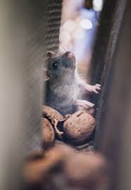 Almost 120 years after otto the rat man orkin started selling rodenticide to his neighbors, orkin is an international and comprehensive pest management company that handles pretty much everything thrown its way. Page 3