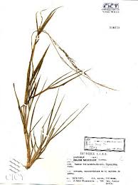 Image result for Steinchisma laxum