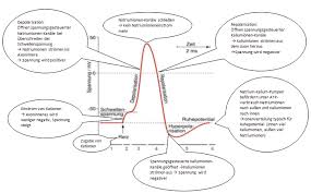 Das Aktionspotential Losungsvorschlag V4
