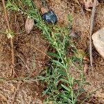 Image result for Polygala erioptera