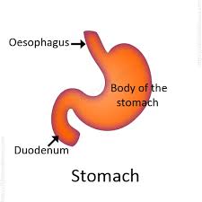 The stomach flu is caused by viruses, such as norovirus and rotavirus, that irritate and infect the digestive system. Digestive System For Kids Human Digestive System Human Body Facts