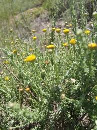 Image result for Pentzia