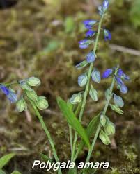 Image result for Polygala arenicola