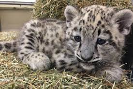 Exotic pets for sale australia. Exotic Animals For Sale Wild Animals And Pets 256771868163