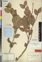 Image result for Scolopia stolzii