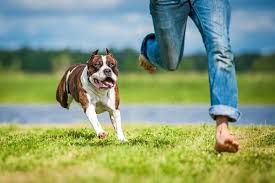 Can you sue for a dog bite. Dog Causes You To Fall Pa Dog Bite Lawyer Jeffrey H Penneys