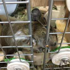 デグー 壁 かじる