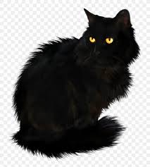 The animal's body is muscular, with a massive chest and shoulders and short powerful neck.; Persian Cat British Longhair Kitten Black Cat Png 900x1004px Persian Cat Asian Semi Longhair Black Black