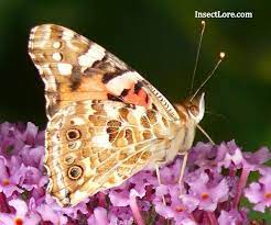 Q Why Do My Butterflies Look Like Moths Answer The Undersides Of Your Painted Lady Butterfly Wings Are Marble Co Butterfly Habitat Butterfly Kit Butterfly
