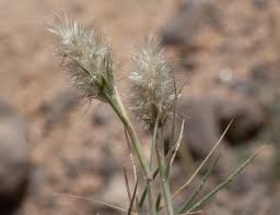 Image result for Enneapogon desvauxii