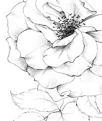 Search through 623,989 free printable colorings at getcolorings. Rose Art Sketch New York Flower Clipart Line Drawing Large A1 Botanical Print Floral Lover Ar Flower Line Drawings Rose Art Flower Sketches