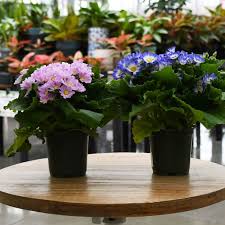 Image result for Cineraria