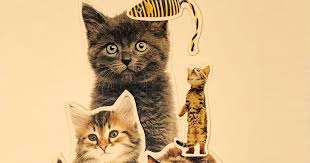A cat café is a theme café whose attraction is cats that can be watched and played with. Rescuing Feral Cats And Tnr Is The Best Hobby
