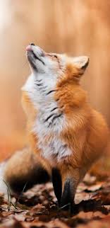 Pin By Awkward Potato On Ooooh Aaaah Animals Beautiful Animals Nature Animals