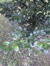 Image result for Diospyros ferrea