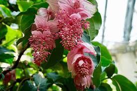 White tropical flowers pictures and names. 11 Tropical Flowers That You Can Grow Indoors Or Outdoors Trees Com