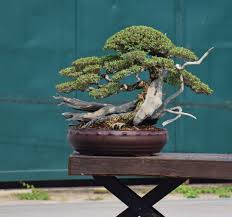 Image result for Pemphis