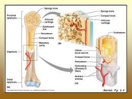 Long, short, flat, irregular and sesamoid. Marieb Fig 6 1 Do You Know The Four Bone Classifications Long Bone Short Bone Flat Bone Irregular Bone Ppt Download