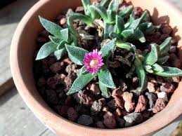 Image result for Nananthus vittatus