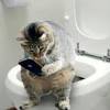 See more of cat memes clean on facebook. 1