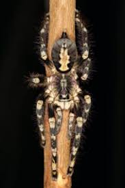 Image result for Centema subfusca