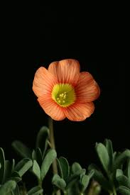 Image result for Oxalis obliquifolia