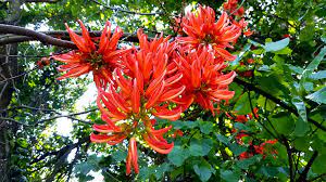 Pokok pokok herba di gunung berbunga warna merah jambi. Mucuna Bennettii F Muell Flame Of Irian Tanaman Hias Merambat Berbunga Merah Menyala Yang Sangat Eksotis Dan Magnificient Planter And Forester