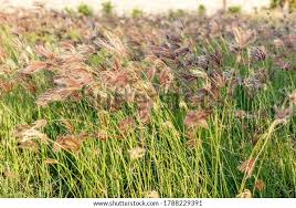 Image result for Chloris gayana