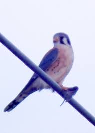 Birds Of Eastern Washington State Bird Lady Blog By Sherrie Steele Little Hawks Birding Trails Bird Animals Trail