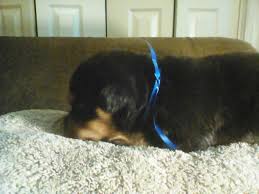 Our rottweiler puppies for sale can be shipped to the following states: Akc Rottweiler Puppies For Sale In Huntsville Alabama Classified Americanlisted Com