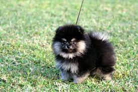 Black Teacup Pomeranian Puppies Black Tan Pomeranian Female Age Of 2 Months Best Small Dogs Best Small Dog Breeds Pomeranian Dog